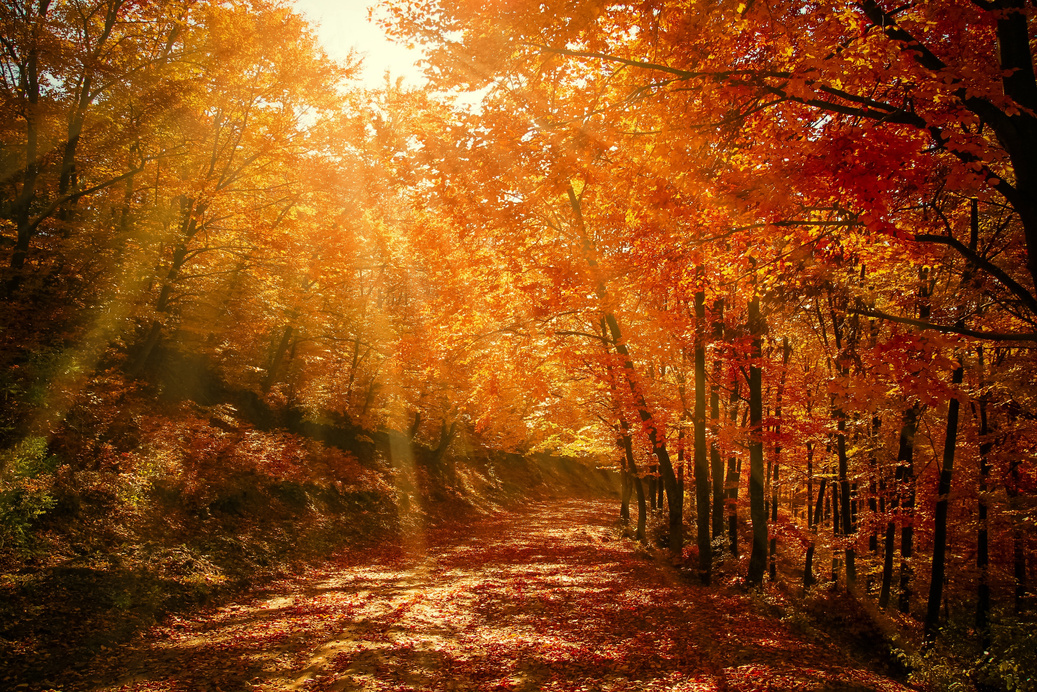 Autumn Forest Nature Landscape